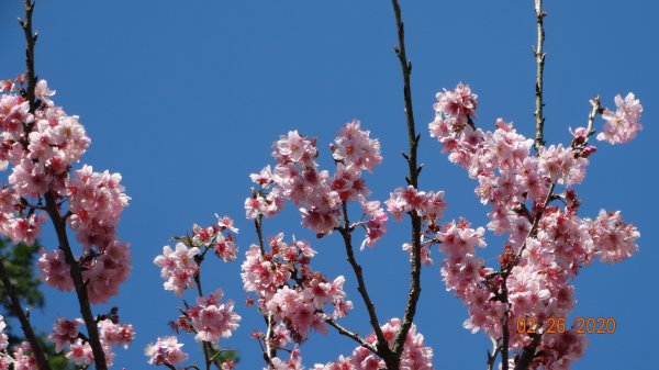 仙境?!雲霧繚繞! 2020/4th雲瀑853516