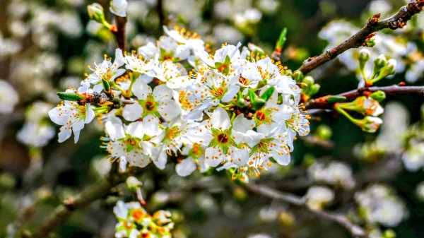 宮崎高千穗峽,愛情十字海3027822