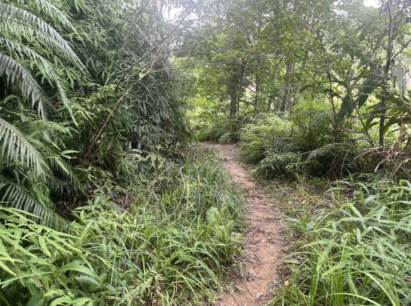 [皮皮獅Hike客任務-05/10] 2024_0721 石硬子古道(石峎古道)2557528