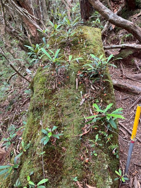 新北 塔曼山2832087