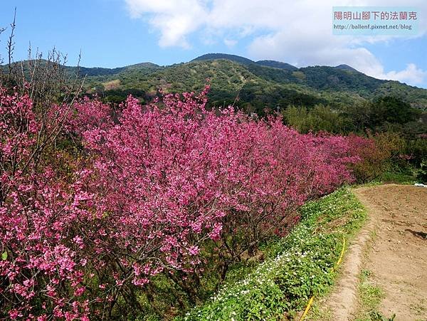 【台北市】東昇步道(十八挖水圳步道)-風尾步道 賞櫻行