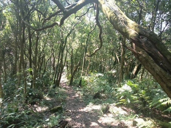 汐止區火燒坪山+車坪寮崙+五指山前峰O型2857909