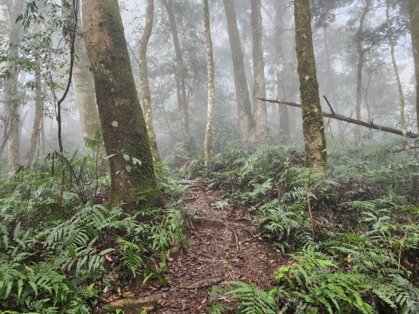 20230409那羅山、煤源山、大混山、道下山O型2141990