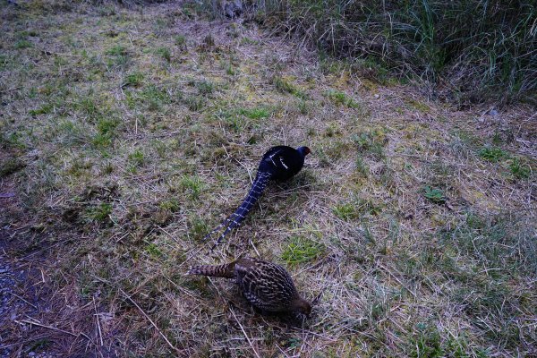 【輕忽】【大安溪神木】2695033