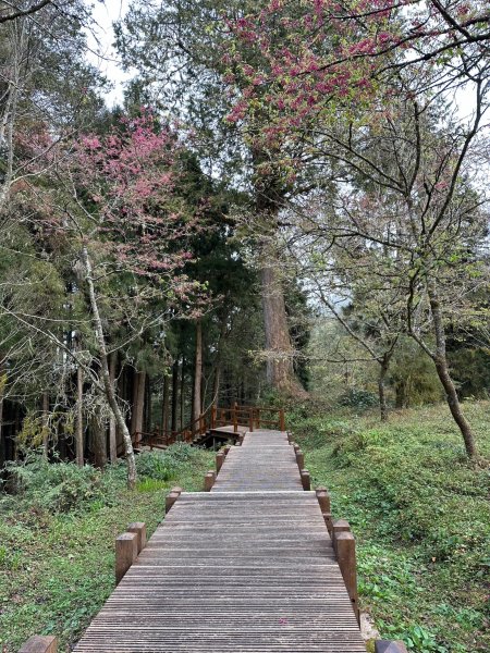 阿里山園區巨木群步道繞一圈2420757