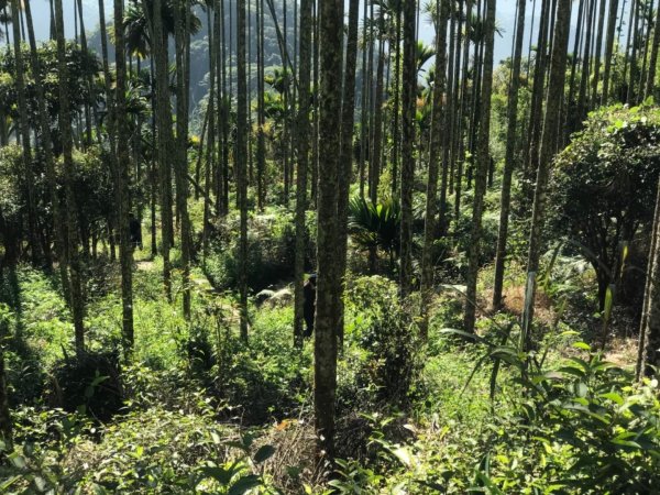 樟腦寮車站上獨立山奉天岩泡茶煮泡麵大巃頂看群峰美景469907