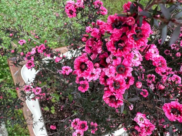 鵝公髻山（小百岳）鵝公髻山東北峰2449834