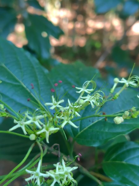 關頭山 舊武界越山 巴蘭山2892117