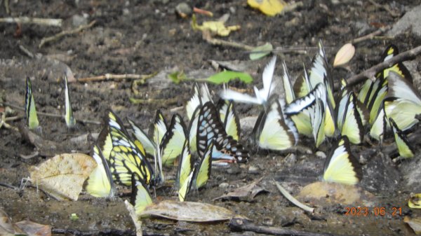 雲山水花鳥蝶-天龍國阿伯的日常6/21&22燕巢親子餵食秀2190465