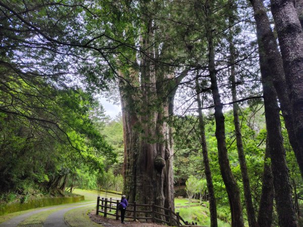 稍來小雪山國家步道、船型山、鞍馬山、鞍馬山東北峰、天池、雪山神木