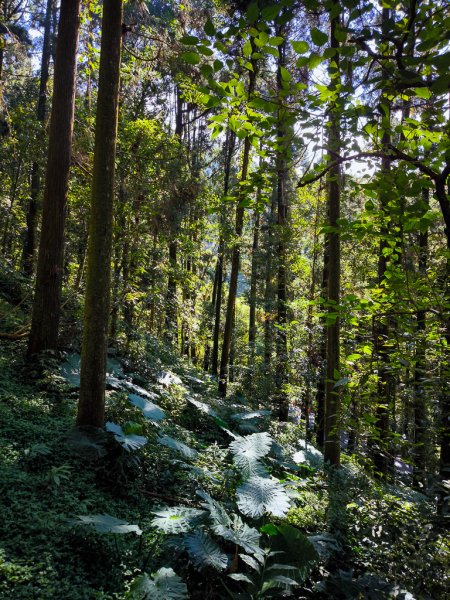 2025-09-14 奮起湖2887389