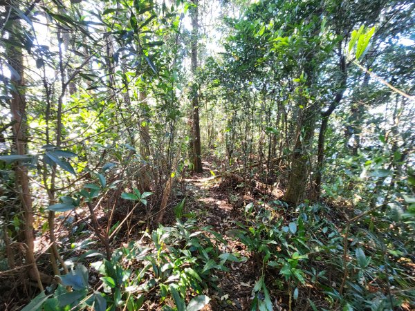 20250112貴妃山那結山外鳥嘴山蓮包山O型2727163