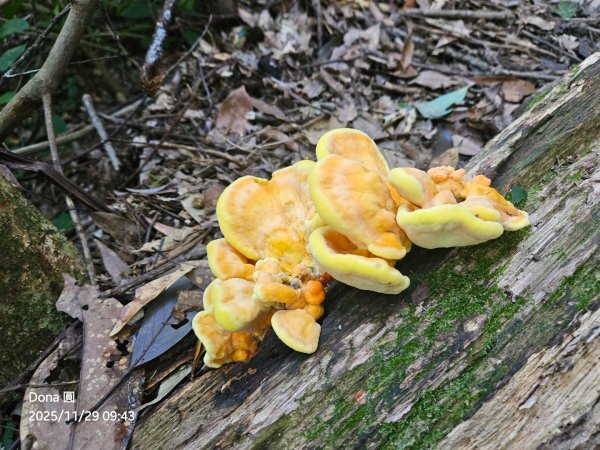 逆走逐鹿卡保環型路線全段全紀錄2949853