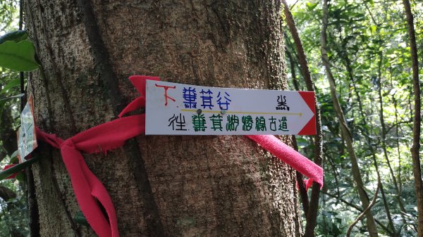 ✅糞箕湖古道回修擴徑.糞箕谷/串接完成 (溝渠遺址出土.糞箕湖雙線谷道貫通.全段新徑開通)2579826