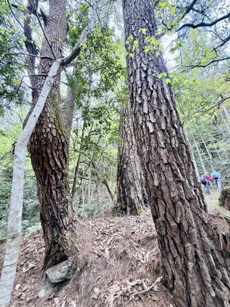 奧萬大登合流點山順撿楓樹林山.獅子頭    2025.3.112734147