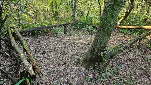 20260214五林縱走3000139