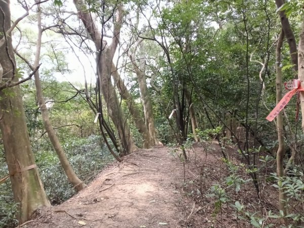 竹東鎮柯子湖山福隆步道稜線路+腰繞路P字走3013360