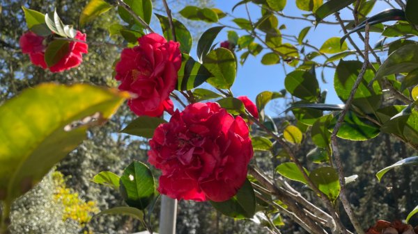 樟之細路-聖關段2686813