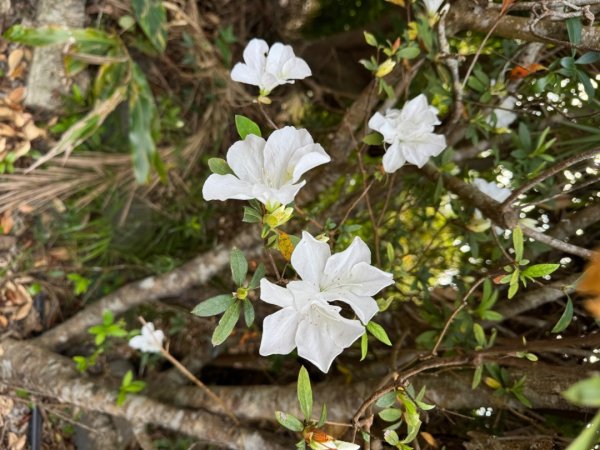 台東三小百岳 Day 1：巴塱衛山#96 加奈美山#95 太麻里山#943006136