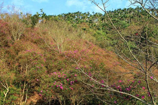 【臺南~楠西】梅嶺賞梅二~梅峰古道1247063
