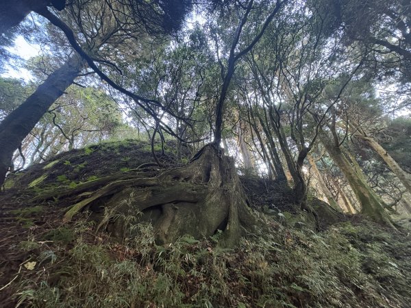 20251225塔山步道(大塔山)2970315