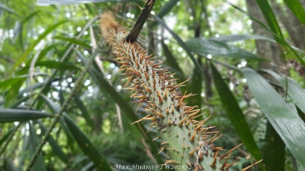 《台中》優美稜線｜橫嶺山自然步道（大雪山社區南登山口）202505312800151
