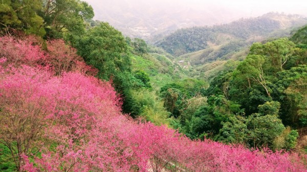 協雲宮的櫻花256344