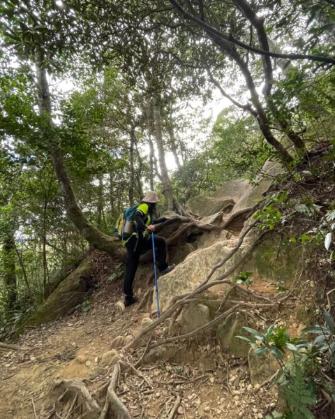 北得拉曼內鳥嘴山賞黃金山毛櫸、神木、雲海2647846