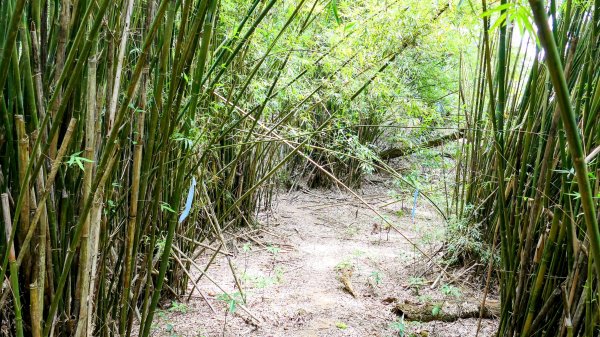 向北的龜溪縱走。評耶哀2777736