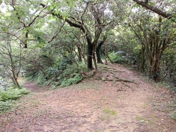 基隆市總督府(嶺)步(古)道-五坑山-五坑湖3038926