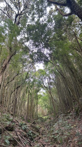 忘憂森林.金柑樹山2668876