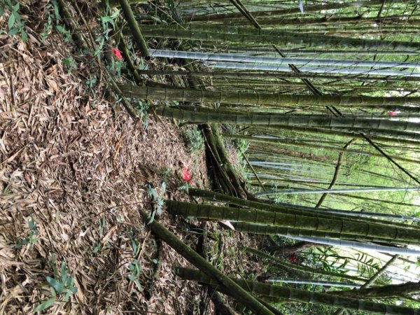 大湖尖山、天雲山，文峰山O型縱走1740170