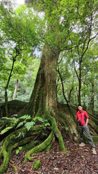 【中級山縱走】觀雪縱走（雪見大板根，仰天神木，北坑山，司馬限林道）2741258