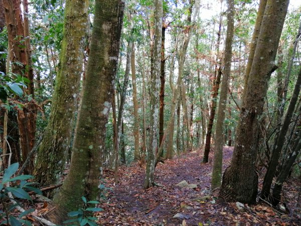 【台中。和平】谷關七雄入門款。 唐麻丹山874521