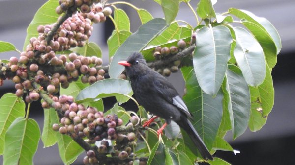 陽明山趴趴走 #琉璃光雲海 ，首拍 #綠鳩 4/272770742