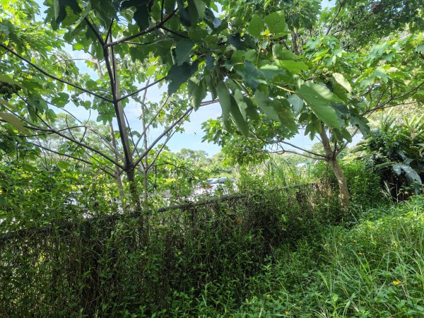 [皮皮獅動物派對-02/10] 2026_0815 仁和步道、金獅古道3112483