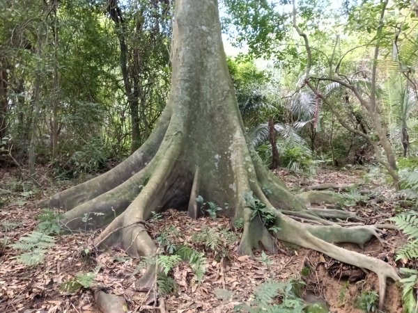 基隆市/萬里區界寮縱走之三界山+三界山西峰+開眼尖山+七分寮山+瑪七產道山泉水接水亭2979540