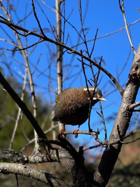 玉山主峰 2024/12/212698208