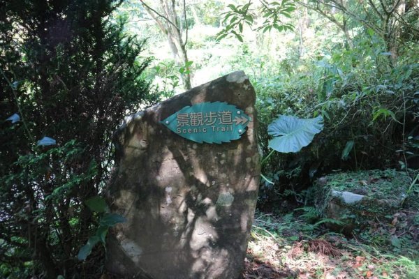 小百岳NO.22東眼山，因山形似躺著的少女  大眼睛向東而望之 絕美柳杉雲海 東眼山2297028