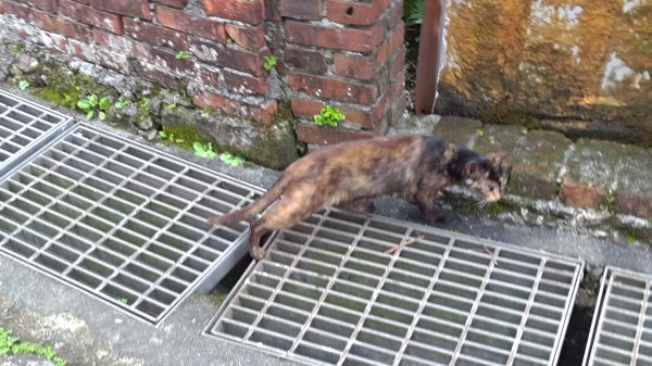 楊廷理古道2814637