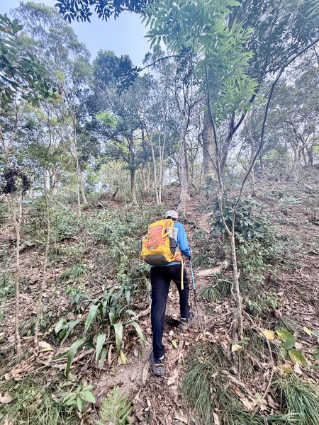 大漢林道登山趣(力里山.具馬奴山.崁頭窩山)  2026.3.283028031