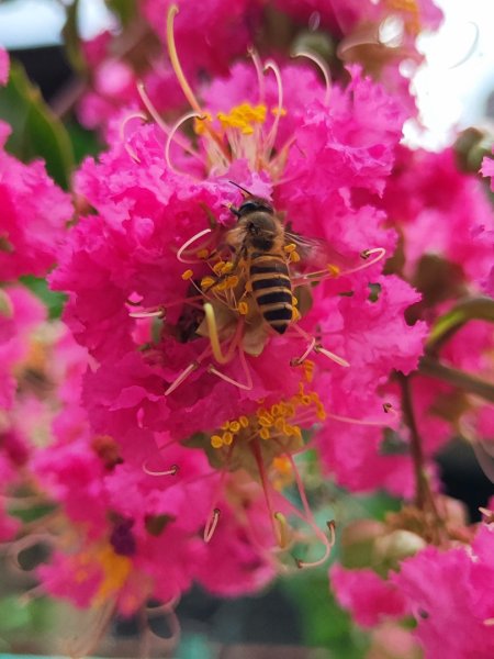 夏日甲蟲祭典（羊稠森林步道，龜山福源山-山佳車站）2826602