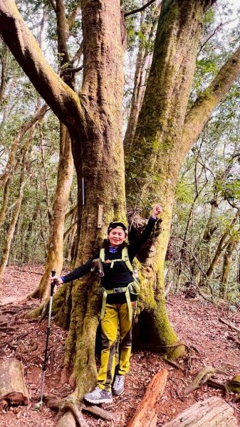 🌈1/18（日）忘憂森林×金柑樹山×溪頭天文台✨FB：熊熊趴爬走🌈2983961