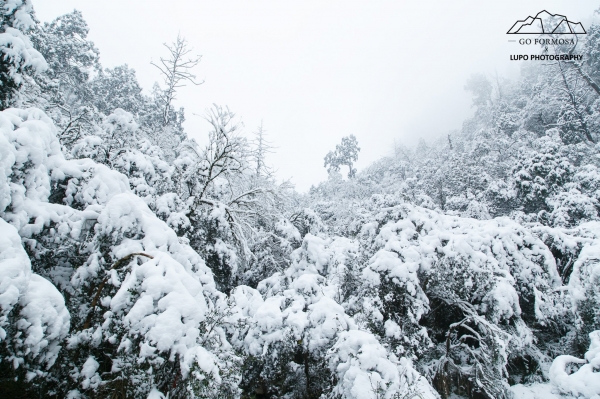 【攝野紀】夢幻般的雪中松蘿湖264556