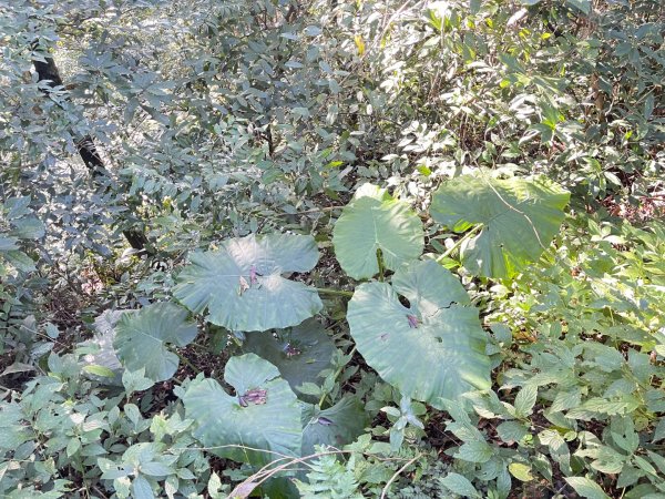 東眼山 自導式步道 三角點2975869