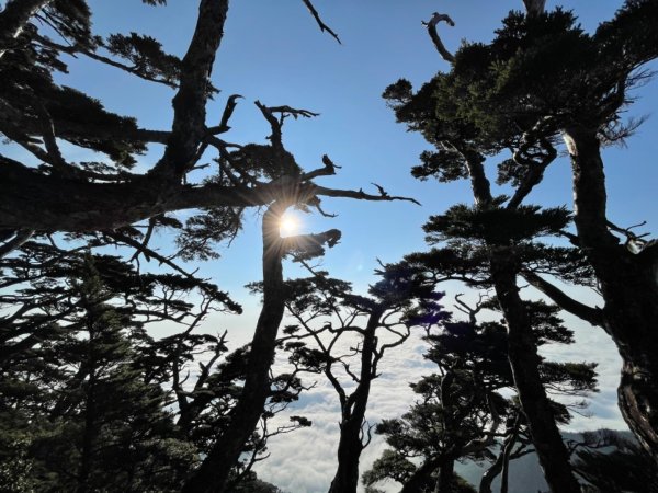 見證最美麗北大武山雲海、鐵杉1318816