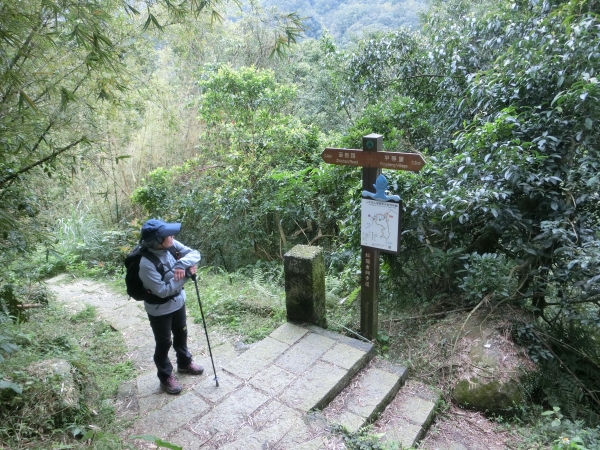 大崎頭步道．坪頂古圳步道98285