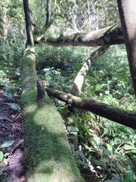 烏來大桶山腳下“秘徑”…桂山路走到底2415521