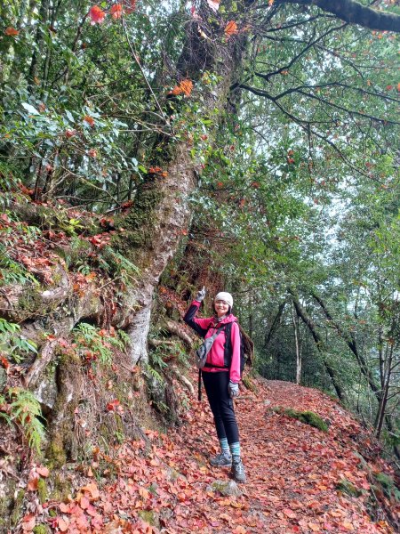 【台中和平】巧遇藍腹鷴帝雉。 稍來山步道2749906