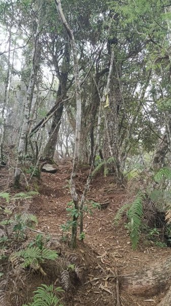 20251010 大雪山國家森林遊樂區 - 船型山林道 登 烏石坑山2911171